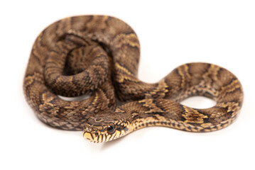 Korean rat snake (Elaphe anomala) on a white background