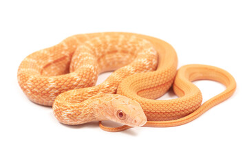 Obraz premium Albino king ratsnake (Elaphe carinata) on a white background