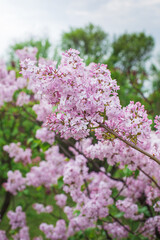 Beautiful lilac flowers. Lilacs bloom beautifully outdoors in spring. Blooming lilac bush with tender tiny flower, lilac flower on the bush.