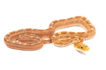 Eastern rat snake (Pantherophis alleghaniensis) on a white background
