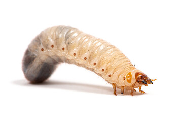 Beetle larva on a white background
