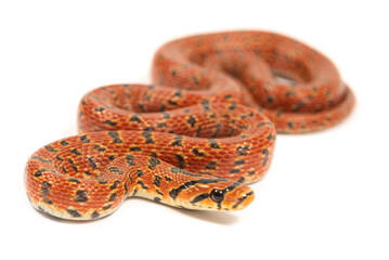 Japanese forest rat snake (Euprepiophis conspicillata) on a white background