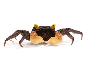 Vampire crab (Geosesarma) on a white background