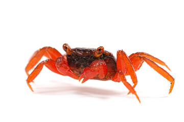 Vampire crab (Geosesarma) on a white background - obrazy, fototapety, plakaty