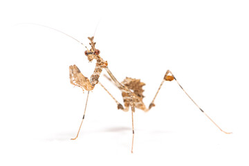 Yellow flower mantis (Helvia cardinalis) on a white background