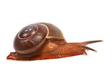 Red snail (Hemiplecta floweri) on a white background