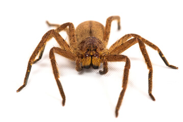 Huntsman spiders (Heteropoda javana) on a white background