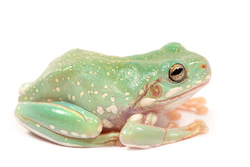 Australian green tree (Ranoidea caerulea) frog on a white background