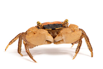 Marble Batik crab (Metasesarma obesum) on a white background