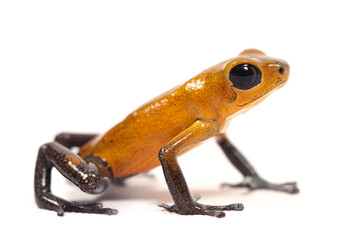 Strawberry poison-dart frog (Oophaga pumilio) on a white background