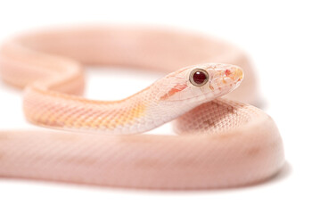 Pink corn snake (Pantherophis guttatus) on a white background - obrazy, fototapety, plakaty