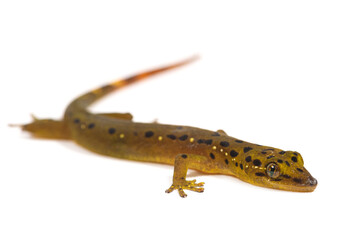 Green smooth-scaled gecko (Pseudogekko smaragdinus) on a white background