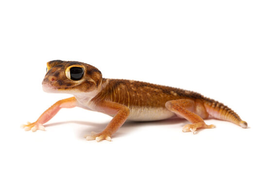 Acacia knob-tailed gecko (Nephrurus deleani) on a white background
