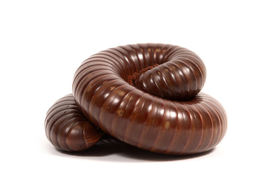 Giant millipede (Ophistreptus guineensis) on a white background