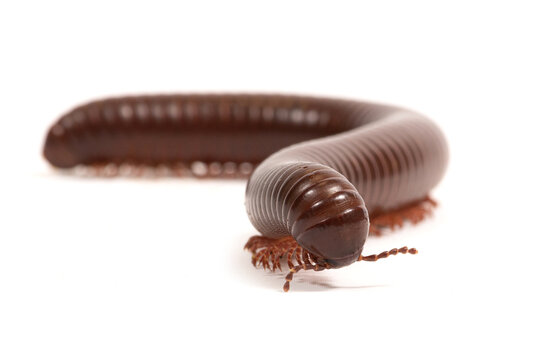 Giant millipede (Ophistreptus guineensis) on a white background