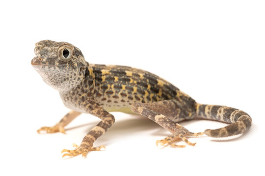Carter's rock gecko (Pristurus carteri) on a white background