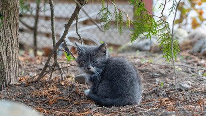 Naklejka na ściany i meble Little grey kitten sittinging in the yard under tree. Little cute kitten. Yard cat. Pet walks in the yard.