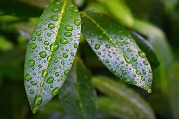 Beautiful green leaves with water drops - dew. Natural green background. Concept for spring and flora.