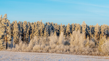Winter landscape with snowy bushes and trees on blue sky background. Plants are covered with hoar frost.