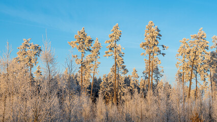 Winter landscape with snowy bushes and trees on blue sky background. Plants are covered with hoar frost.