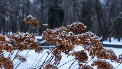 Close-up view of dry plants in the park are covered with hoar frost. Selective focus. Cold snowy weather.