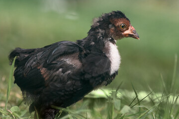 Young black chicken close up