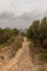 olive plantation on the costa brava in torroella de montgri a cloudy day