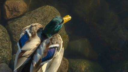 Top view of mallard duck bird swim on clear cold water natural background. A drake wintering in the city. Animal theme.