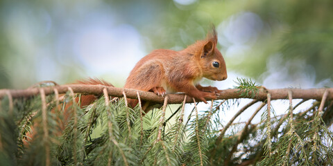 Red brown European squirrel on branch of tree