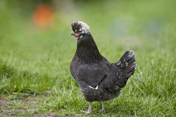 Black Poland chicken free range in garden