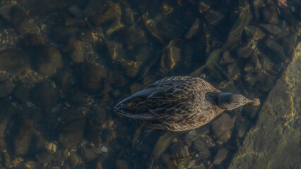 Top view of duck bird swim on clear cold water natural background. A duck wintering in the city. Animal theme.
