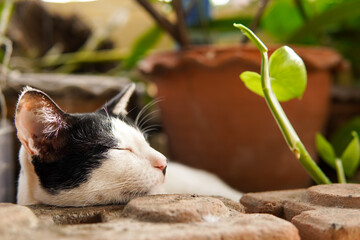 cat sleeping beside brick in garden