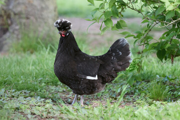 Black Poland chicken with white crest