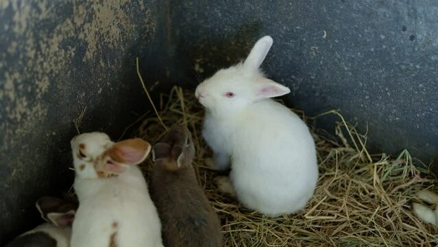 rabbit, bunny pet with blur background, animals
