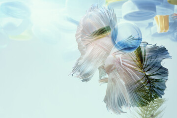 Creative double exposure of Siamese fighting fish with used plastic bottle caps in  water.Concept background for environmentalism and plastic awareness.