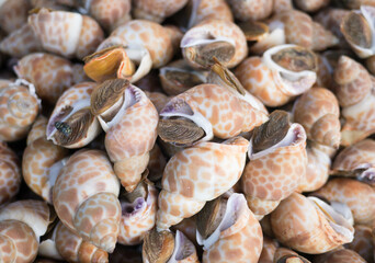 Babylonia areolata shellfish seafood