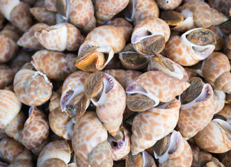 Babylonia areolata shellfish seafood