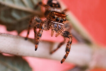 Spider on a stem close-up macro