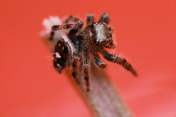 Spider on a stem close-up macro