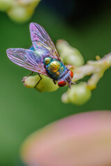 fly on a flower close-up macro