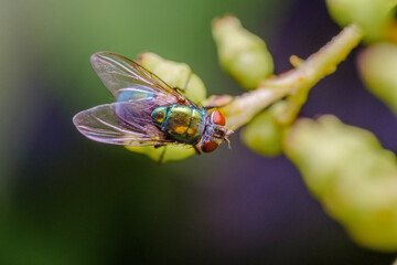 fly on a flower close-up macro