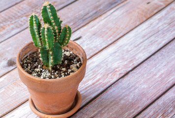 A small cactus