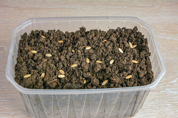 Cucumber seeds tips close up. Planting Seeds, selective focus.