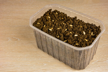 Cucumber seeds tips close up. Planting Seeds, selective focus.