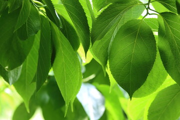 グリーン（Green）