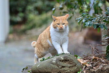 雄々しく立つネコ