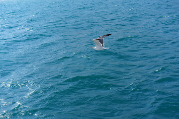 seascape with a seagull on the background of the water surface