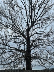 tree in winter