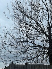 trees and sky