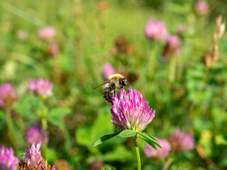 close-up of a bee sitting on a clover flower in a green meadow in summer. blurred background. selective focus